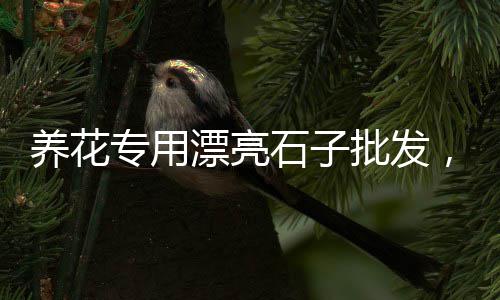 西藏拉萨石子价格、云南宣威沙石子价格、池州市石子价格、东阳市区石子价格