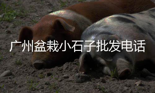 上海河沙石子价格、石子到上海车找人、上海染色石子哪家好、上海抛撒石子地坪公司